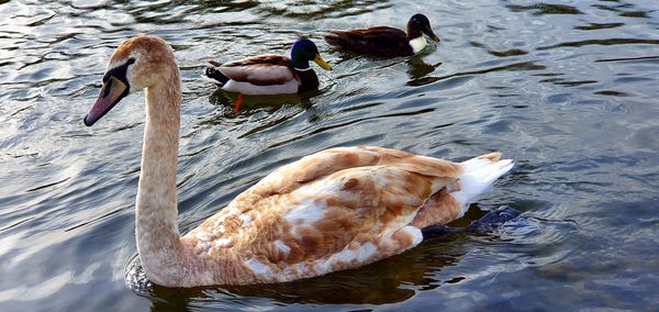 High angle view of swans swimming in lake