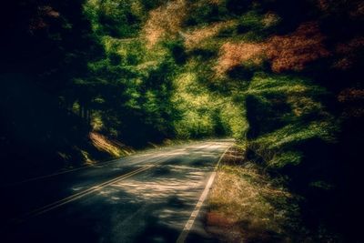 Road passing through forest