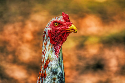 Thailand male chicken rooster