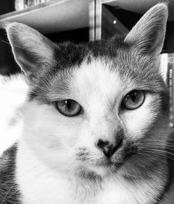 Close-up portrait of a cat