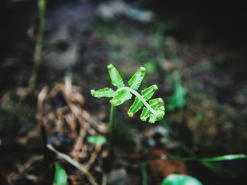 Close-up of small plant growing on field