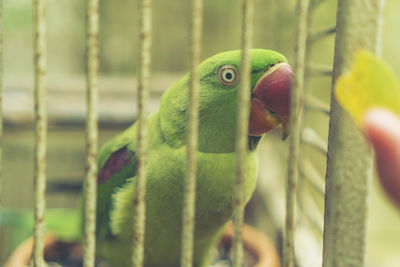 Close-up of parrot in cage