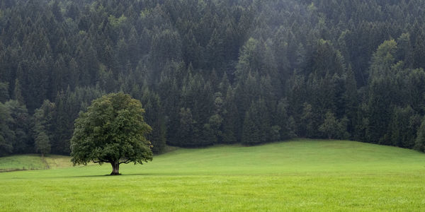 Pine trees in forest