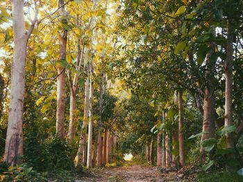 Trees in forest