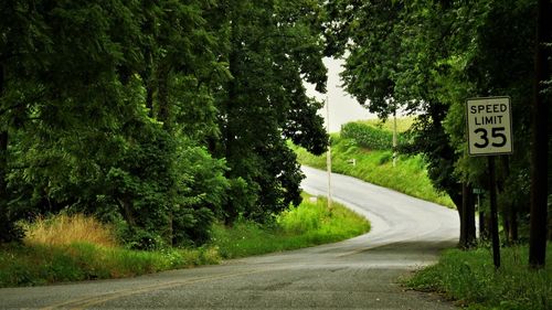 Road amidst trees