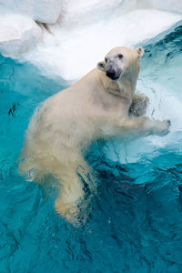 Beruang kutub/ polar beer