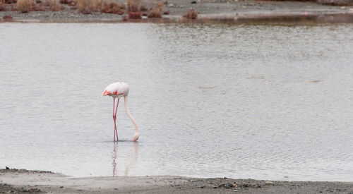 Close-up of bird on riverbank