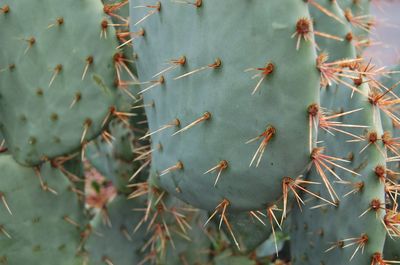 Close-up of cactus