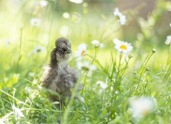 View of an animal on field