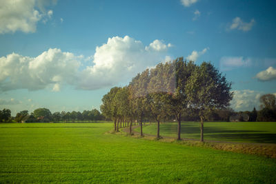 Trees on field against sky