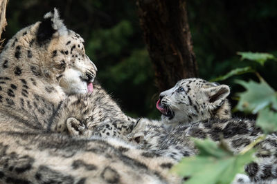 Cats relaxing in a forest