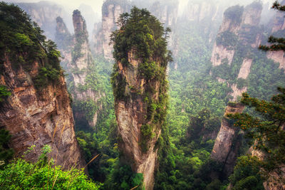Scenic view of forest
