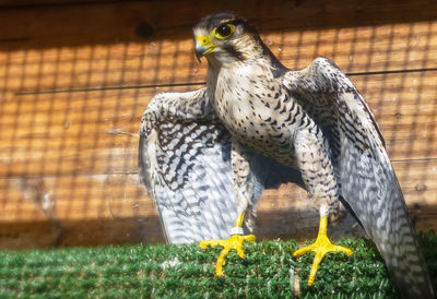 Bird perching on a plant