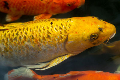 Close-up of fish in sea