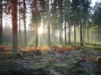 Sunlight streaming through trees in forest