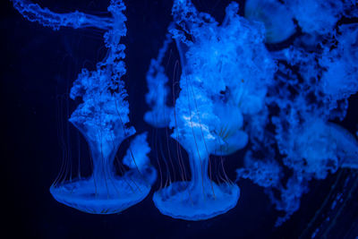 Close-up of jellyfish swimming in sea