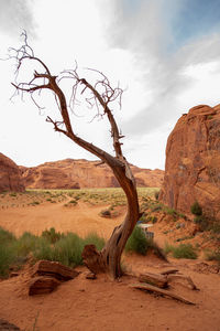 Bare tree on rock against sky