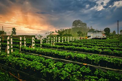 Scenic view of strawberry field against sky during sunset at magelang, indonesia
