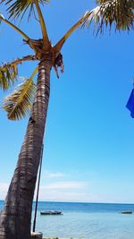 Low angle view of palm tree by sea against clear blue sky