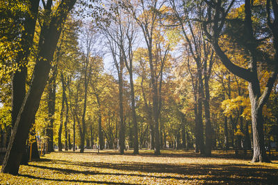 Trees in forest during autumn