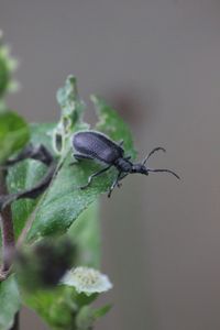 Close-up of insect on plant