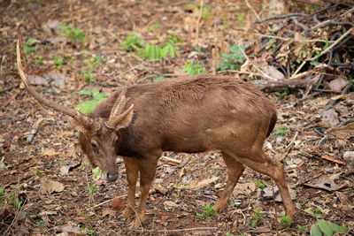 Deer in a field