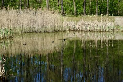 Scenic view of lake in forest