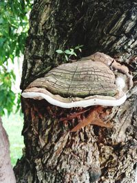 Close-up of mushrooms growing on tree trunk in forest