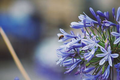 Close-up of bee pollinating on purple flower