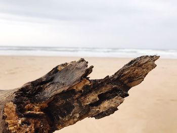 Close-up of driftwood on beach against sky