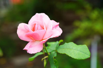 Close-up of pink rose blooming outdoors