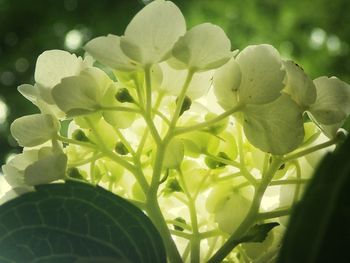 Close-up of flowers