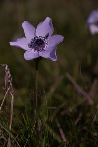 Close-up of purple flower blooming outdoors