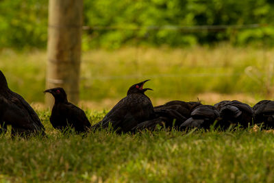 Flock of birds on grass