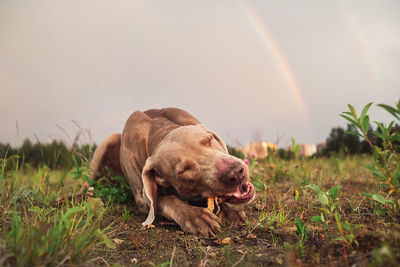 View of dog on field against sky during sunset