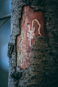 Close-up of weathered tree trunk