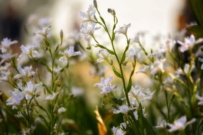 Close-up of white flowering plants