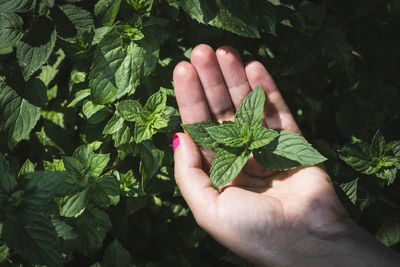 Cropped hand holding leaves