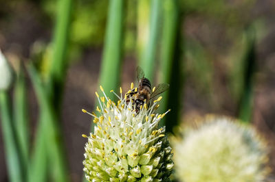 Bee collects nectar from a flowering onion