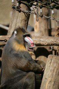 Side view of a mandrill baboon looking away