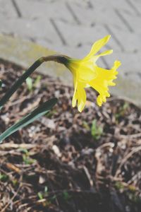 Close-up of yellow crocus