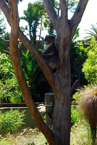 Cat sitting on tree