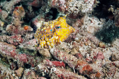 Fish swimming in sea