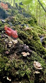 Close-up of plants growing on field in forest