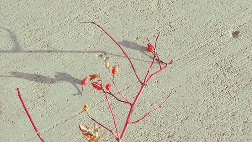 Close-up of leaf