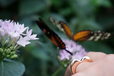 Close-up of butterfly on purple flower