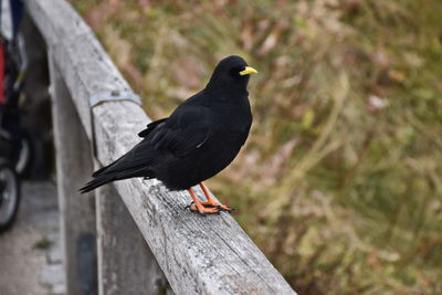 Close-up of bird perching on wood