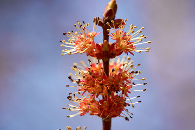 Low angle view of flowering plant against sky