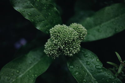 Close-up of green leaves on plant