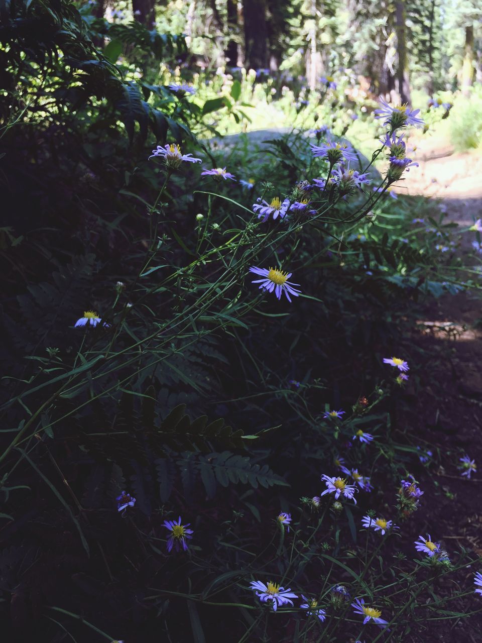 growth, flower, nature, plant, fragility, beauty in nature, outdoors, tranquility, day, no people, tree, forest, freshness, close-up, flower head